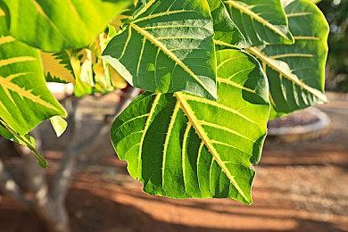 《怪物猎人：荒野》节目全程 大量信息介绍